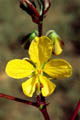 La fleur est de couleur jaune-dor -  Serge FABRIGOULE / SPV