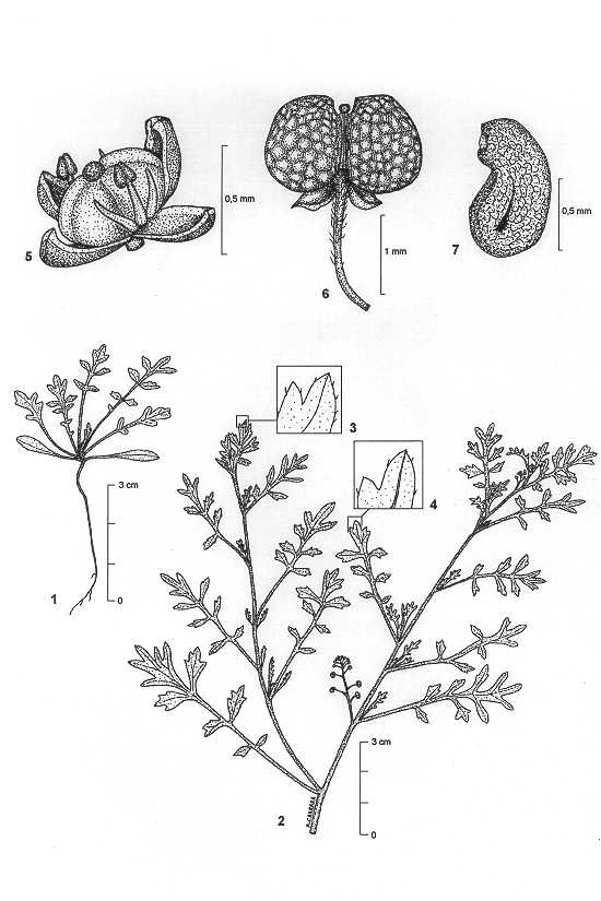 Dessin botanique de Coronopus didymus - Brassicaceae -  Alain CARRARA / CIRAD