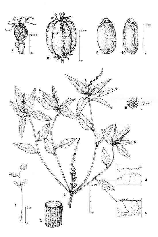Dessin botanique de Croton bonplandianus - Euphorbiaceae -  Alain CARRARA / CIRAD