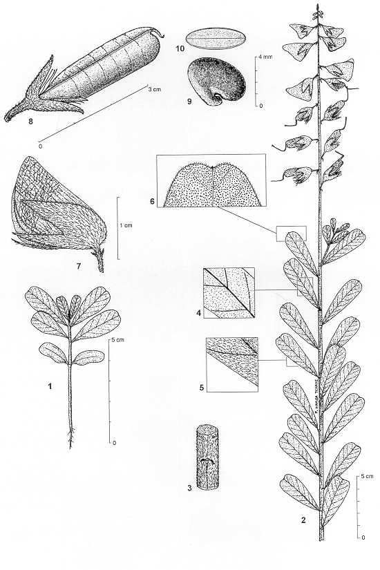 Dessin botanique de Crotalaria retusa - Fabaceae -  Franois KAMGA / CIRAD