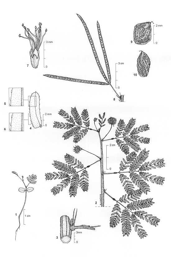 Dessin botanique de Desmanthus virgatus - Mimosaceae -  Alain CARRARA / CIRAD