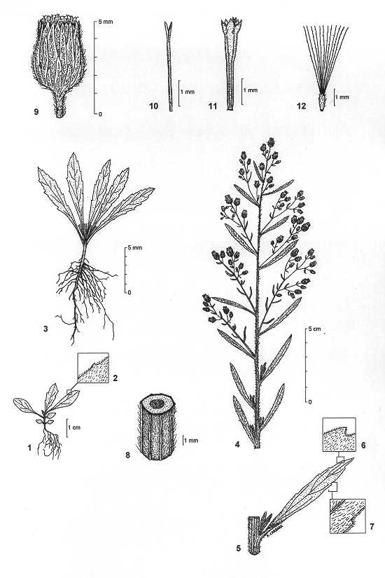 Dessin botanique de Conyza sumatrensis - Asteraceae -  Alain CARRARA / CIRAD