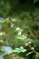 Inflorescence -  Thomas LE BOURGEOIS / CIRAD