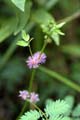 Dtail de de l'inflorescence -  Thomas LE BOURGEOIS / CIRAD