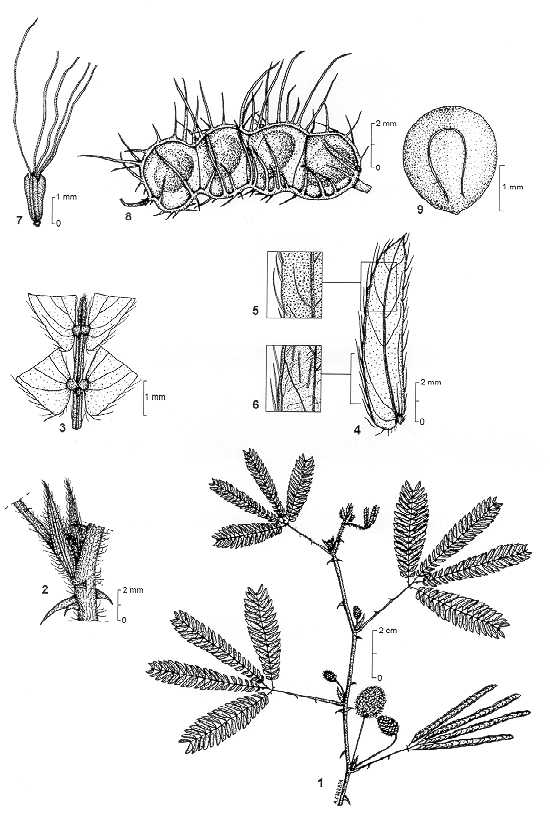 Dessin botanique de Mimosa pudica - Mimosaceae -  Alain CARRARA / CIRAD