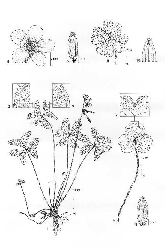 Dessin botanique de Oxalis latifolia - Oxalidaceae -  Alain CARRARA / CIRAD