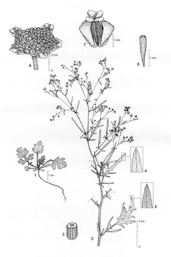 Dessin botanique de Parthenium hysterophorus - Asteraceae -  Alain CARRARA / CIRAD