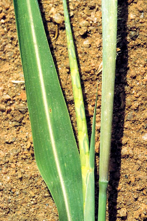 L'inflorescence est un pi trs fin -  Thomas LE BOURGEOIS / CIRAD