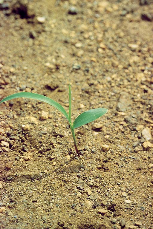 Plantule -  Thomas LE BOURGEOIS / CIRAD