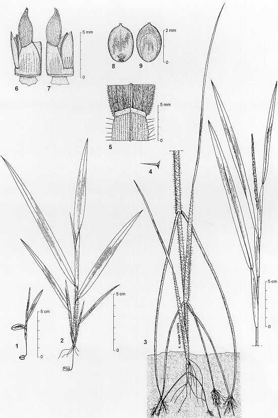 Dessin botanique de Rottboellia cochinchinensis - Poaceae -  Franois KAMGA / CIRAD