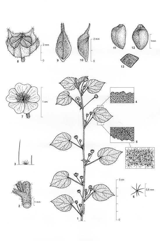 Dessin botanique de Sida glutinosa - Malvaceae -  Alain CARRARA / CIRAD