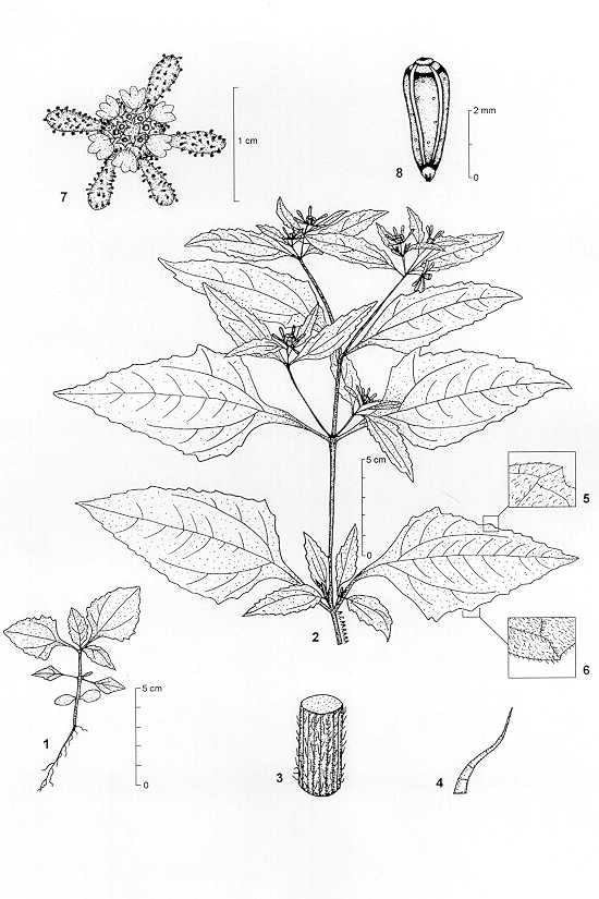 Dessin botanique de Sigesbeckia orientalis - Asteraceae -  Alain CARRARA / CIRAD
