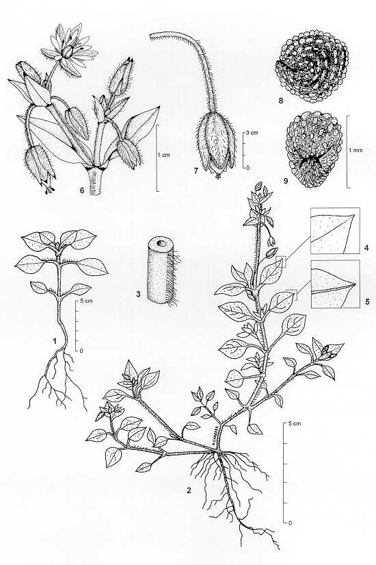 Dessin botanique de Stellaria media - Caryophyllaceae -  Alain CARRARA / CIRAD