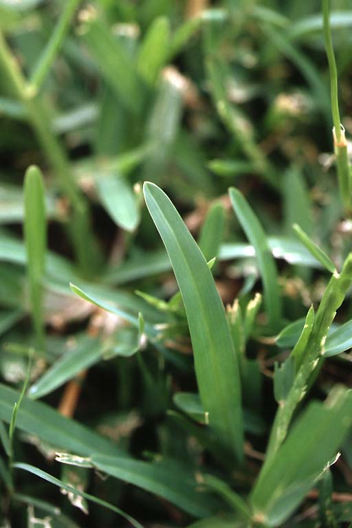 Feuille -  Thomas LE BOURGEOIS / CIRAD