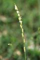 Inflorescence -  Thomas LE BOURGEOIS / CIRAD