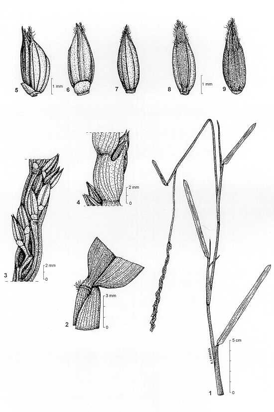 Dessin botanique de Stenotaphrum dimidiatum - Poaceae -  Alain CARRARA / CIRAD