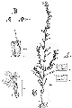 Dessin botanique -  Alain CARRARA / CIRAD