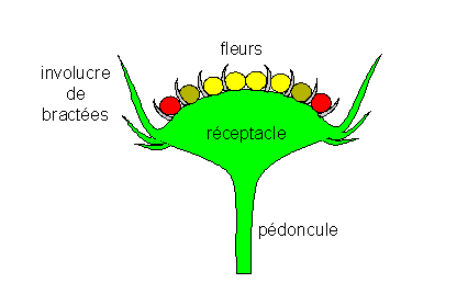 Capitule