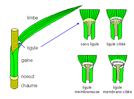 Feuilles des poaceae et cyperaceae
