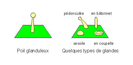 Poils glanduleux