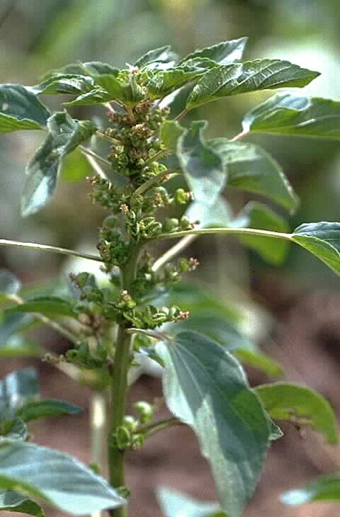Dtail de Acalypha crenata - Euphorbiaceae