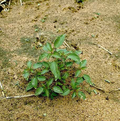 Plantule de Acalypha segetalis - Euphorbiaceae