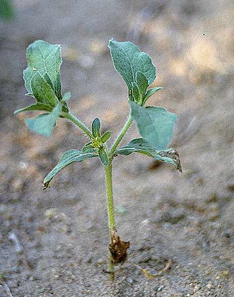 Plantule de Acanthospermum hispidum - Asteraceae