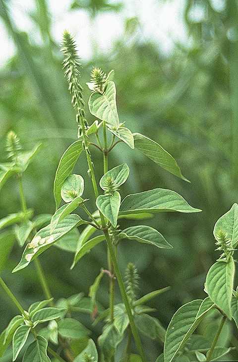 Exemplaire adulte de Achyranthes aspera - Amaranthaceae
