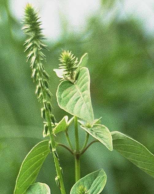 Dtail de Achyranthes aspera - Amaranthaceae