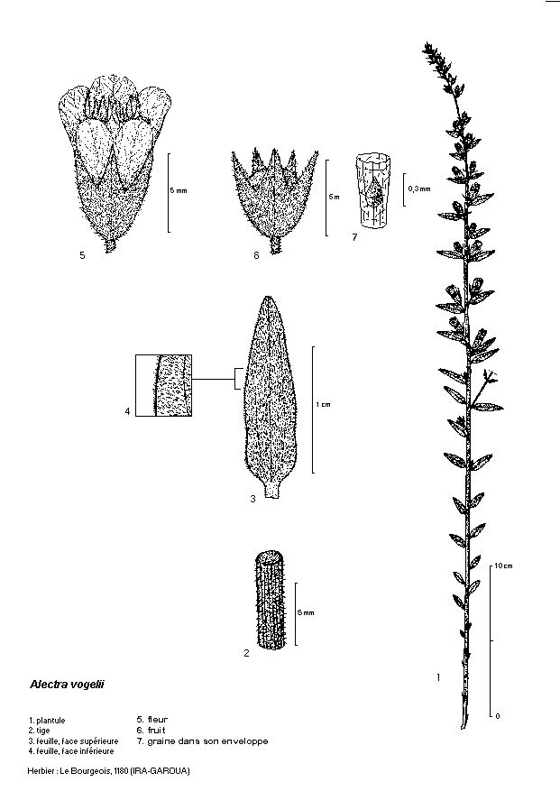 Dessin botanique de Alectra vogelii - Scrofulariaceae