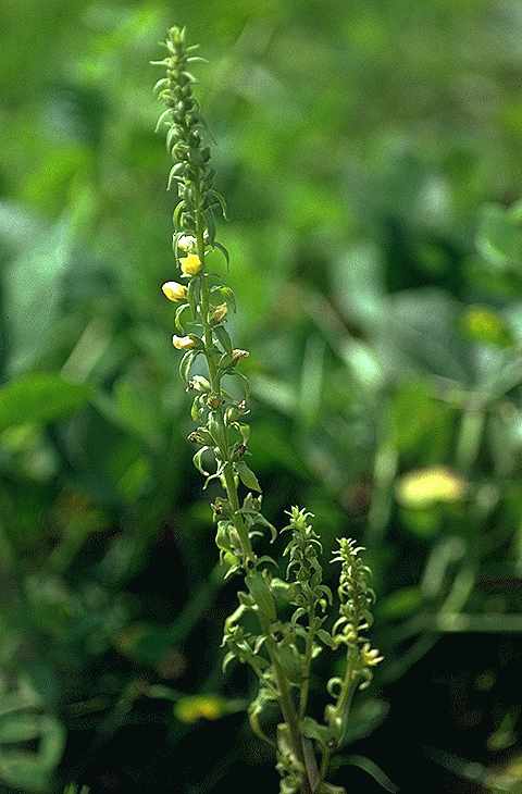 Exemplaire adulte de Alectra vogelii - Scrofulariaceae