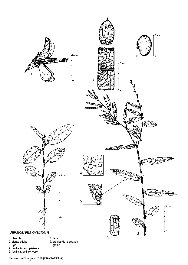 Dessin botanique de Alysicarpus ovalifolius - Fabaceae