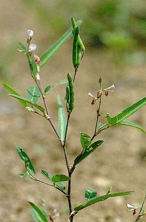 Dtail de Alysicarpus ovalifolius - Fabaceae