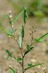 Dtail de Alysicarpus ovalifolius - Fabaceae