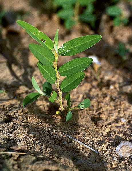 Plantule de Alysicarpus ovalifolius - Fabaceae
