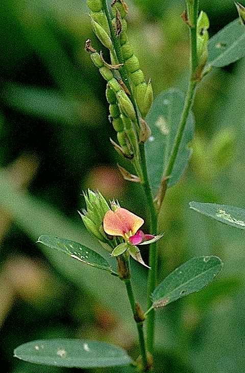 Détail de Alysicarpus rugosus - Fabaceae