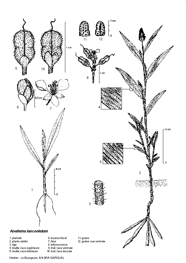 Dessin botanique de Aneilema lanceolatum - Commelinaceae