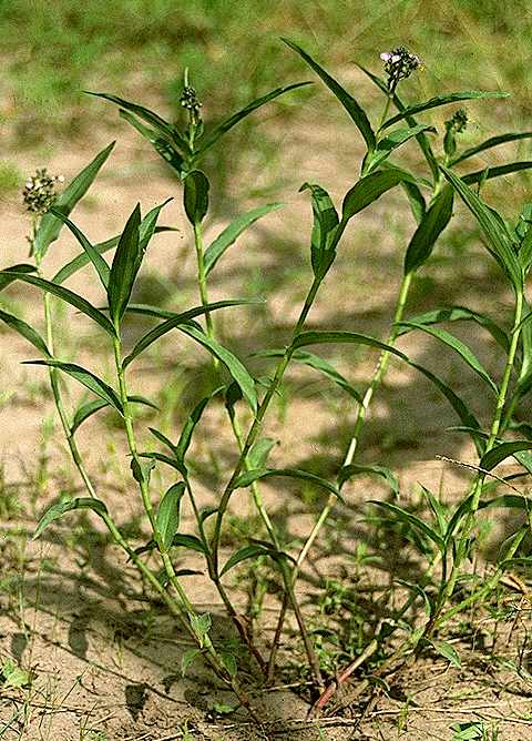 Exemplaire adulte de Aneilema lanceolatum - Commelinaceae