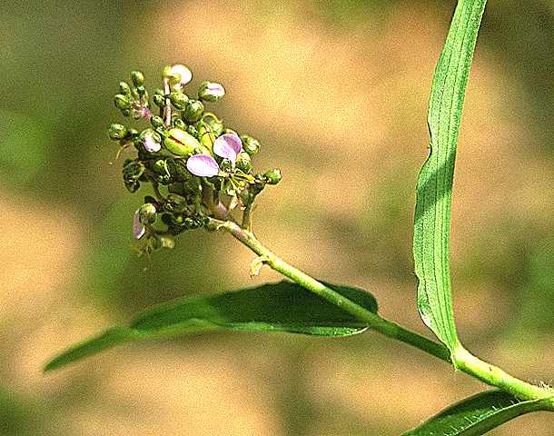 Dtail de Aneilema lanceolatum - Commelinaceae