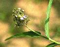Dtail de Aneilema lanceolatum - Commelinaceae