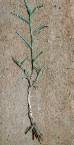 Aneilema lanceolatum - Commelinaceae au stade plantule