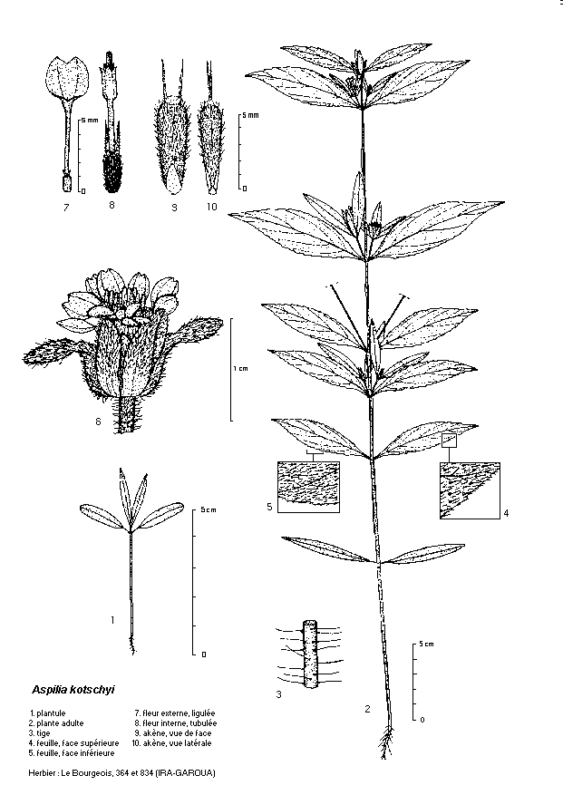 Dessin botanique de Aspilia kotschyi - Asteraceae
