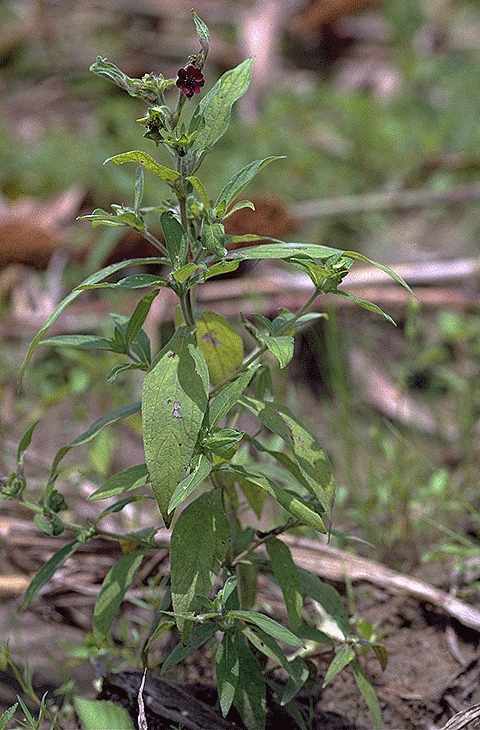 Exemplaire adulte de Aspilia kotschyi - Asteraceae