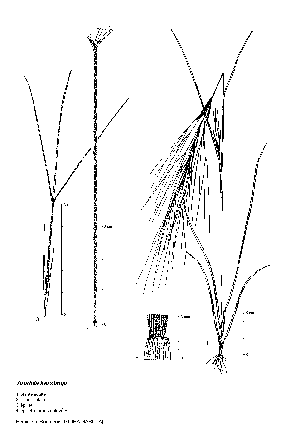 Dessin botanique de Aristida kerstingii - Poaceae