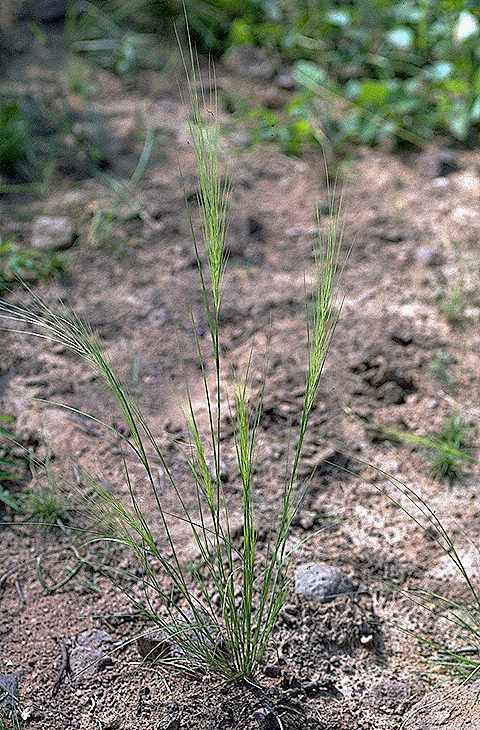 Exemplaire adulte de Aristida kerstingii - Poaceae