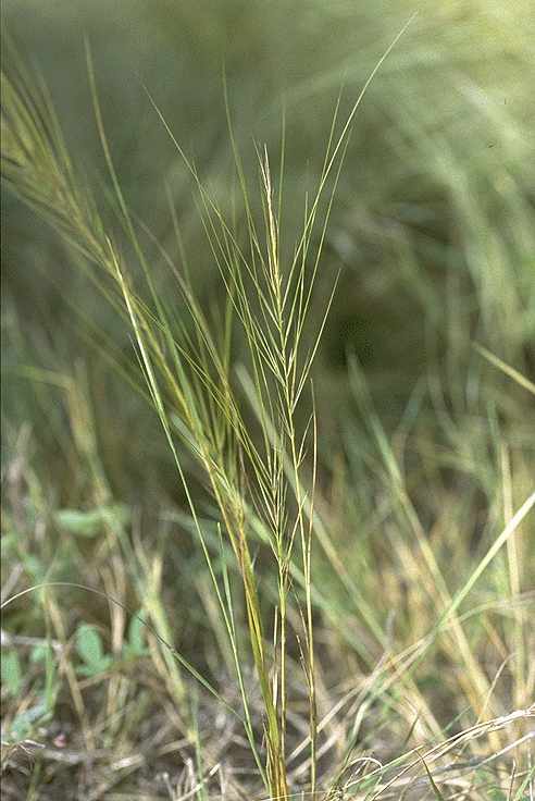 Dtail de Aristida kerstingii - Poaceae