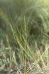 Dtail de Aristida kerstingii - Poaceae