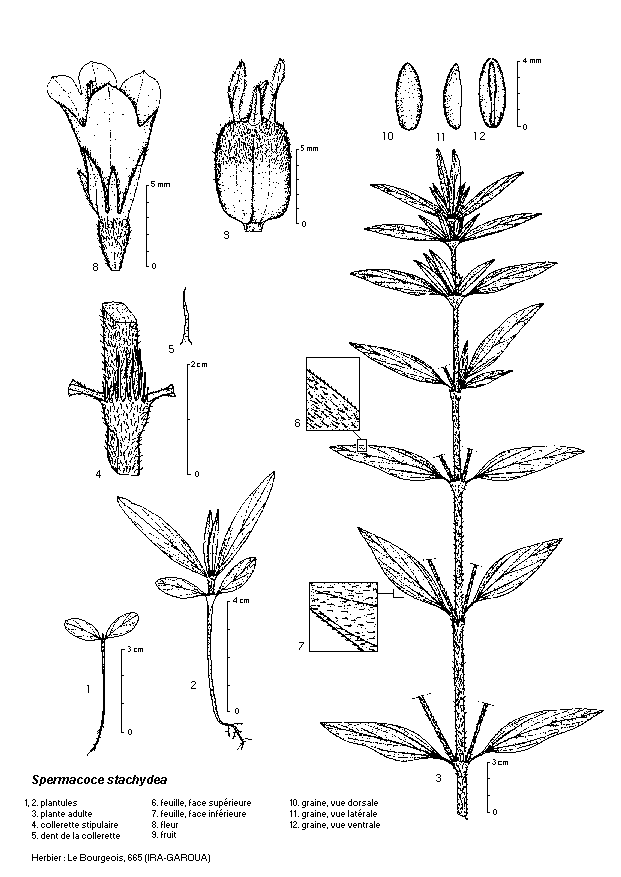 Dessin botanique de Spermacoce stachydea - Rubiaceae