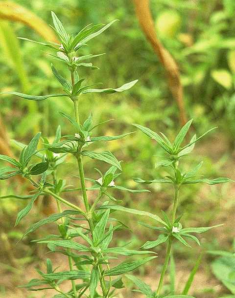 Exemplaire adulte de Spermacoce stachydea - Rubiaceae