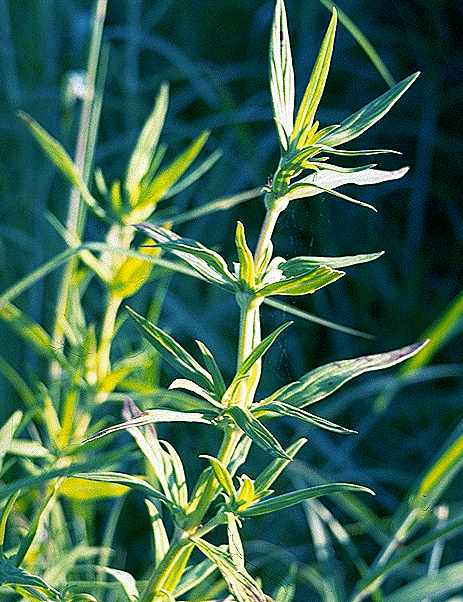 Dtail de Spermacoce stachydea - Rubiaceae